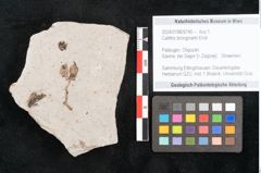 Foto (Objekt + Etikett) von Callitris brongniartii Endl. (NHMW-GEO-2024-0188-6745)